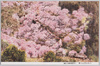 大和吉野山の桜/Cherry Blossoms on Mt. Yoshino of Yamato image