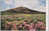 絢爛のつつじ境/Gorgeous Rhododendrons in Bloom image