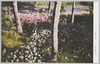 野辺の白樺/White Birch Trees in the Field image