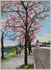 春の半蔵門附近の風景/View of the Hanzōmon Area in Spring  image