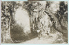 月山参道ブナ林/Approach to the Gassanjinja Shrine, Beech Forest image