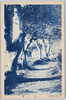 椿の林/Camellia Grove image