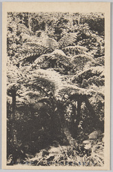 小笠原島特産植物ヘゴ林 / Cyathea Spinulosa Forest, A Plant Native to Ogasawara Island image