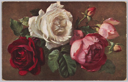 植物　絵葉書　ばら / Plant Painting Postcard: Roses image