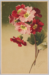 植物　絵葉書　桜草 / Plant Painting Postcard: Primroses image