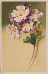 植物　絵葉書　桜草 / Plant Painting Postcard: Primroses image