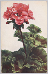 植物　絵葉書　ゼラニウム / Plant Painting Postcard: Geranium image