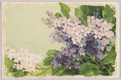 植物　絵葉書　リラ / Plant Painting Postcard: Lilac Flowers image