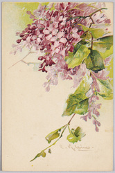 植物　絵葉書　リラ / Plant Painting Postcard: Lilac Flowers image