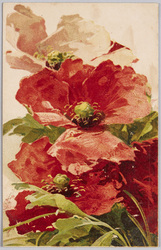 植物　絵葉書　ひなげし / Plant Painting Postcard: Corn Poppies image
