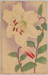 植物　絵葉書　白百合 / Plant Painting Postcard: White Lilies image