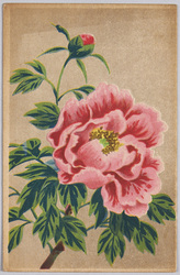 植物　絵葉書　牡丹 / Plant Painting Postcard: Tree Peony image