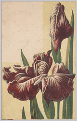 植物　絵葉書　菖蒲 / Plant Painting Postcard: Japanese Irises image