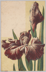 植物 絵葉書 菖蒲 / Plant Painting Postcard: Japanese Irises image