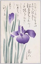 植物　絵葉書　菖蒲 / Plant Painting Postcard: Japanese Irises image