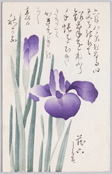 植物 絵葉書 菖蒲 / Plant Painting Postcard: Japanese Irises image