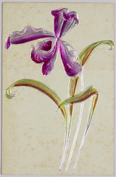 植物　絵葉書　カトレア / Plant Painting Postcard: Cattleya image