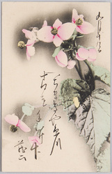 植物　絵葉書　ベゴニア(秋海棠) / Plant Painting Postcard: Hardy Begonia image