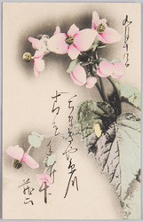 植物 絵葉書 ベゴニア(秋海棠) / Plant Painting Postcard: Hardy Begonia image