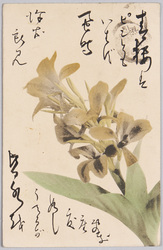 植物　絵葉書　生姜の花 / Plant Painting Postcard: Ginger Flower image