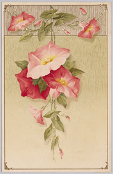 植物 絵葉書 昼顔 / Plant Painting Postcard: Bindweed Flowers image