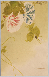 植物　絵葉書　朝顔 / Plant Painting Postcard: Morning Glories image