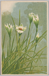 植物　絵葉書　サフラン / Plant Painting Postcard: Saffrons image