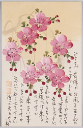 植物　絵葉書　桜花 / Plant Painting Postcard: Cherry Blossoms image