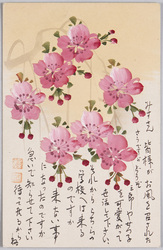 植物 絵葉書 桜花 / Plant Painting Postcard: Cherry Blossoms image