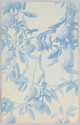 植物　絵葉書　木枝と果実 / Plant Postcard: Tree Branch with Fruits image