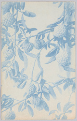 植物 絵葉書 木枝と果実 / Plant Postcard: Tree Branch with Fruits image