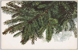 植物　絵葉書　もみの木 / Plant Painting Postcard: Fir Tree Branches image