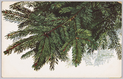 植物 絵葉書 もみの木 / Plant Painting Postcard: Fir Tree Branches image