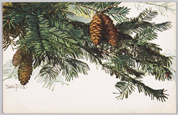 植物　絵葉書　もみの木 / Plant Painting Postcard: Fir Tree Branches image