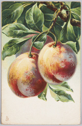 植物　絵葉書　すもも / Plant Painting Postcard: Japanese Plums image