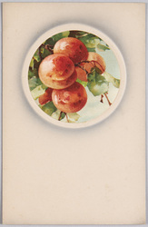 植物　絵葉書　桃 / Plant Painting Postcard: Peaches image