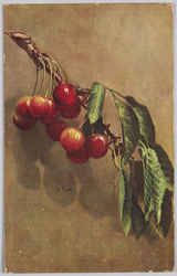 植物　絵葉書　桜桃 / Plant Postcard: Cherries image