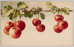 植物　絵葉書　桜桃 / Plant Postcard: Cherries image