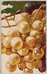植物　絵葉書　葡萄 / Plant Postcard: Grapes image