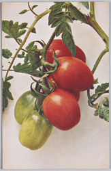 植物　絵葉書　トマト / Plant Painting Postcard: Tomatoes image