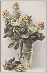 植物　絵葉書　草花 / Plant Painting Postcard: Flowering Plant image