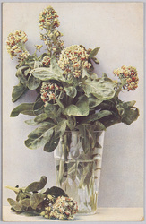 植物 絵葉書 草花 / Plant Painting Postcard: Flowering Plant image