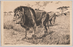 動物絵葉書 ライオン 少年倶楽部附録樺島ペン画アルバム / Animal Postcard: Lions, Artist Kabashima's Pen Drawing Album, Supplement to "Shōnen Club" image
