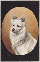 動物絵葉書　白い犬 / Animal Postcard: White Dog image
