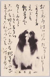 動物絵葉書　小犬(狆) / Animal Postcard: Puppy (Japanese Spaniel) image