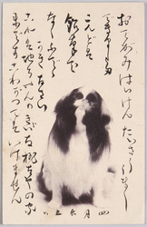 動物絵葉書 小犬(狆) / Animal Postcard: Puppy (Japanese Spaniel) image