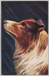 動物絵葉書　コリー / Animal Postcard: Collie image