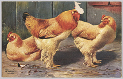 動物絵葉書　鶏 / Animal Postcard: Rooster and Hens image
