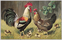 動物絵葉書 鶏とひよこ / Animal Postcard: Rooster, Hen, and Chicks image
