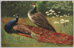 動物絵葉書　孔雀 / Animal Postcard: Peacock and Peahen image